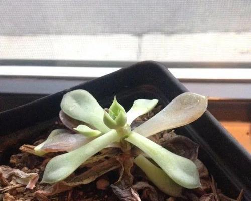 多肉植物烂根了怎么处理？如何预防再次发生？