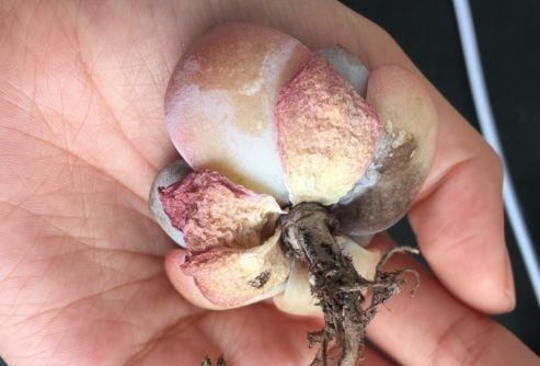 多肉植物烂根了怎么处理？如何预防再次发生？