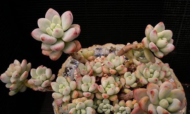 多肉劳尔养殖方法是什么？养殖过程中应注意哪些问题？