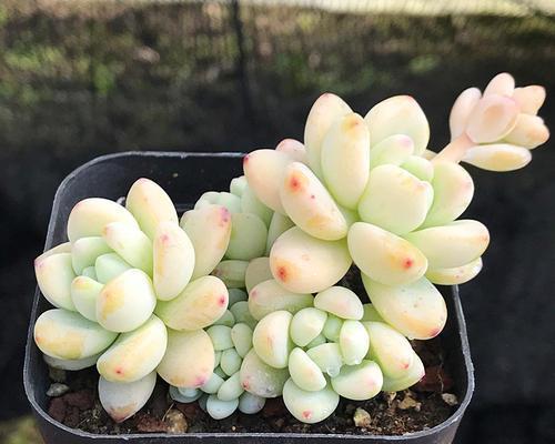 多肉劳尔好养吗？养殖方法和养护要点是什么？