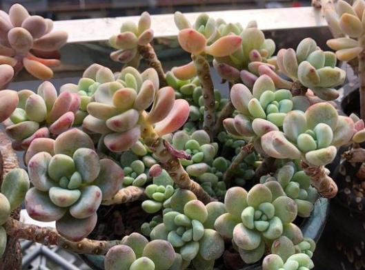 多肉劳尔好养吗？养殖方法和养护要点是什么？