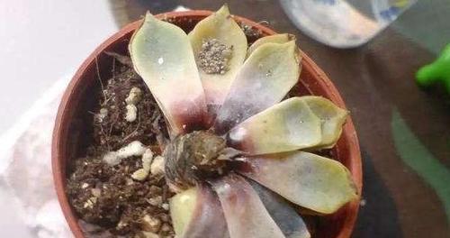 多肉老桩浇水方法是什么？如何正确进行浇水？