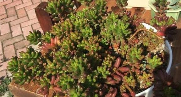 多肉老桩浇水方法是什么？如何正确进行浇水？