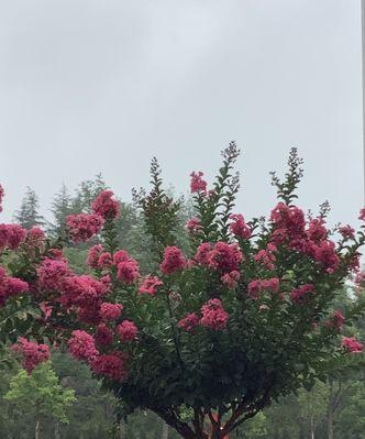 安阳市花紫薇花象征意义是什么？