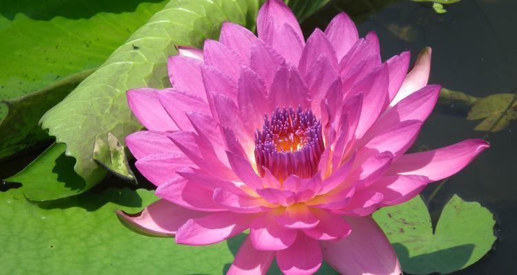 澳门市花莲花象征着什么？莲花在澳门文化中的意义是什么？