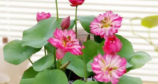 澳门市花莲花象征着什么？莲花在澳门文化中的意义是什么？