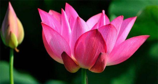 澳门市花莲花象征着什么？莲花在澳门文化中的意义是什么？