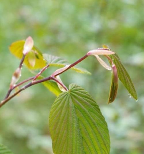 八瓣花代表什么？八瓣花的象征意义有哪些？