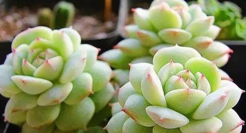 多肉绿豆怎么养长的好？掌握这些技巧轻松养出健康多肉！