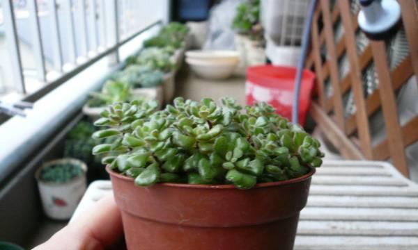 多肉植物无根存活的可能性有多大？