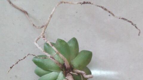 多肉植物无根存活的可能性有多大？