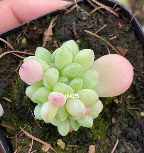 多肉苗怎么种植方法？新手入门指南是什么？