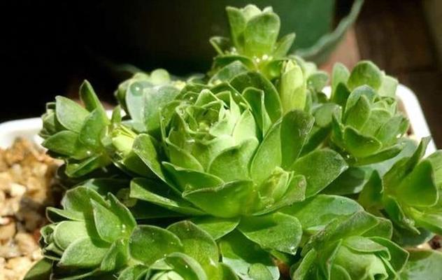 多肉植物能耐受的最低温度是多少？如何安全过冬？