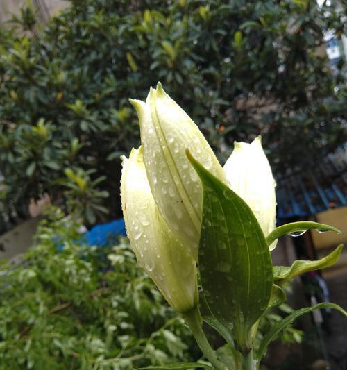 白百合花代表什么意思？花语背后的文化含义是什么？