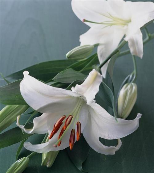 白百合花代表什么意思？花语背后的文化含义是什么？