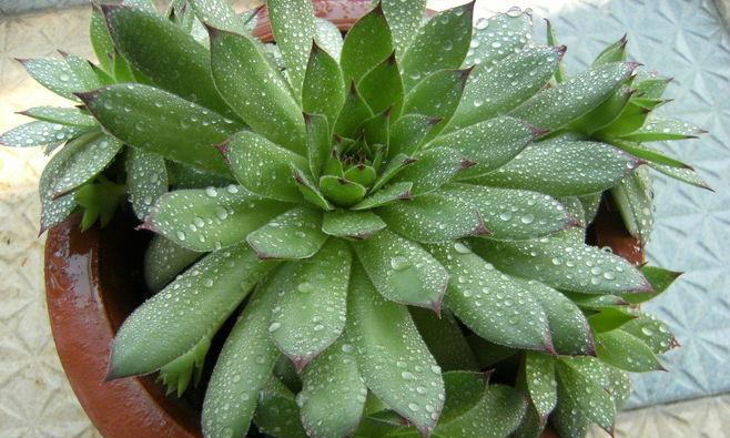 多肉植物耐阴吗？它们对光照的需求是什么？