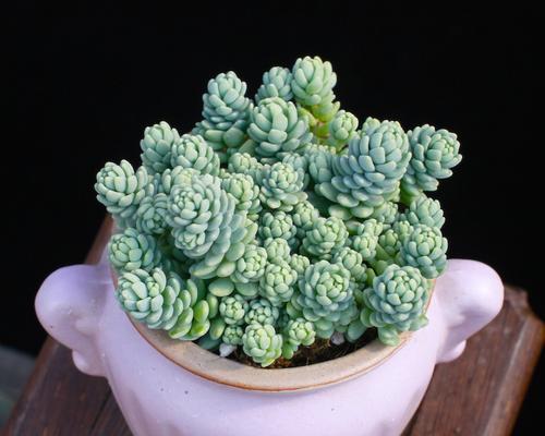 多肉植物耐阴吗？它们对光照的需求是什么？