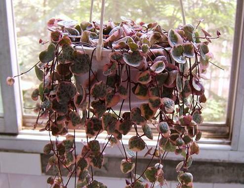 多肉植物耐阴吗？它们对光照的需求是什么？