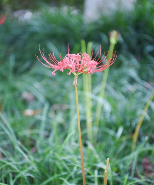 白彼岸花代表什么意思？花语和象征意义是什么？