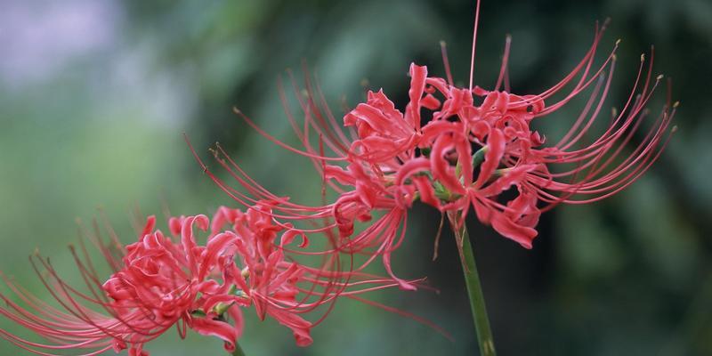 白彼岸花代表什么意思？花语和象征意义是什么？
