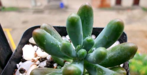 多肉植物可以淋雨吗？放在室外淋雨需要注意什么？