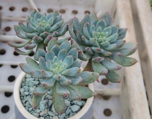 多肉植物可以淋雨吗？放在室外淋雨需要注意什么？
