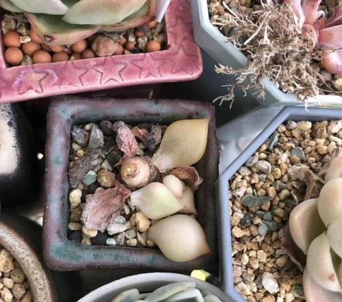 多肉植物可以淋雨吗？放在室外淋雨需要注意什么？