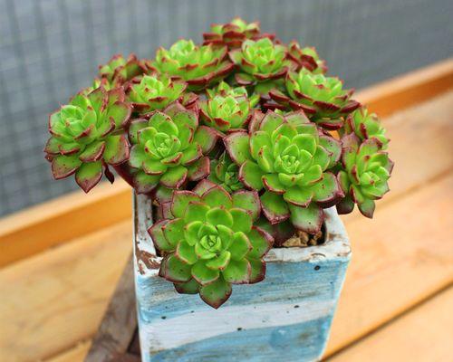 多肉植物室内养护指南？如何解决光照不足问题？