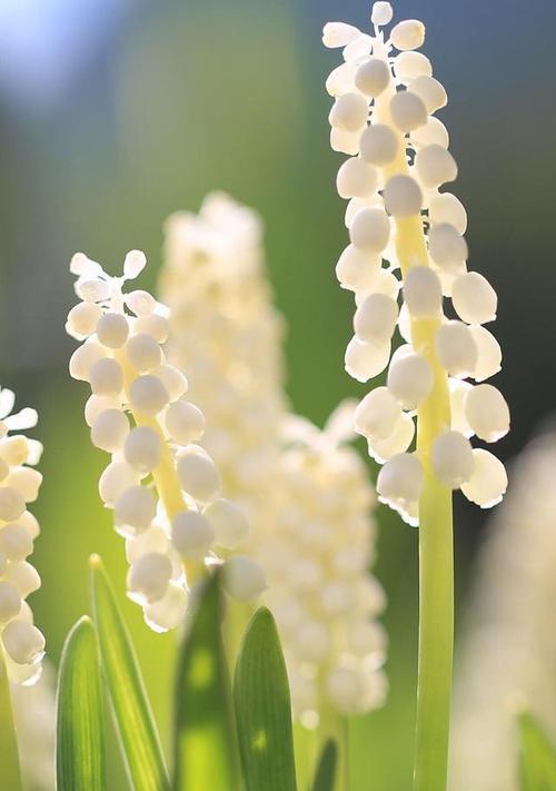 白风信子花语是什么意思？它代表了哪些意义？