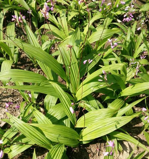 白芨开花时间是什么时候？花语和寓意有哪些？