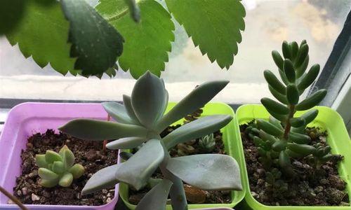 多肉植物如何防晒？晒太阳过多会有什么影响？