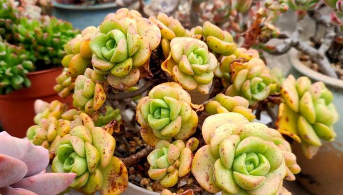 多肉植物如何防晒？晒太阳过多会有什么影响？