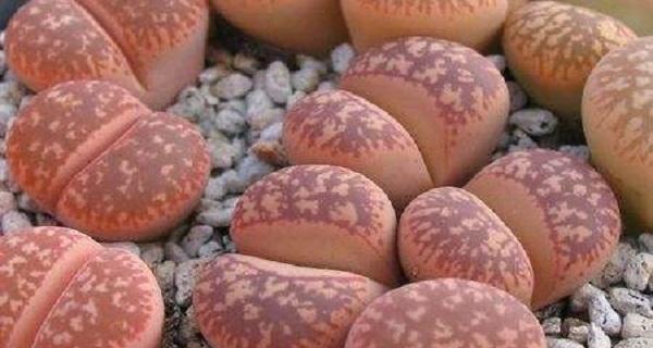 多肉屁股花怎么养？养殖过程中应注意哪些问题？