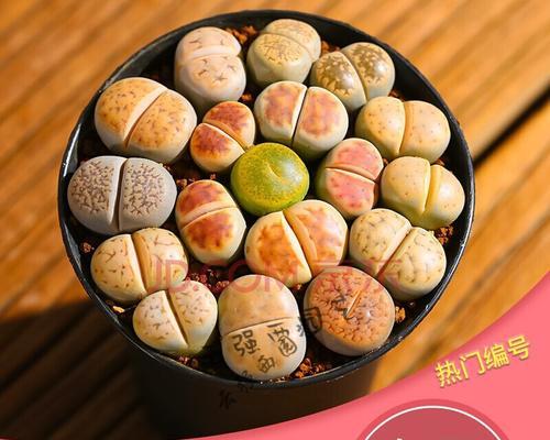 多肉屁屁花配土方法是什么？如何确保土壤适合生长？