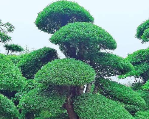白蜡树在风水中的作用是什么？它有哪些寓意？
