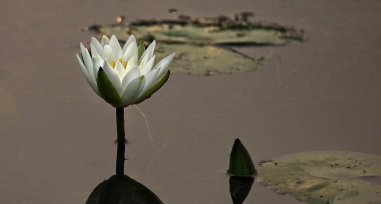 白莲花象征意义是什么？白莲花的寓意有哪些？