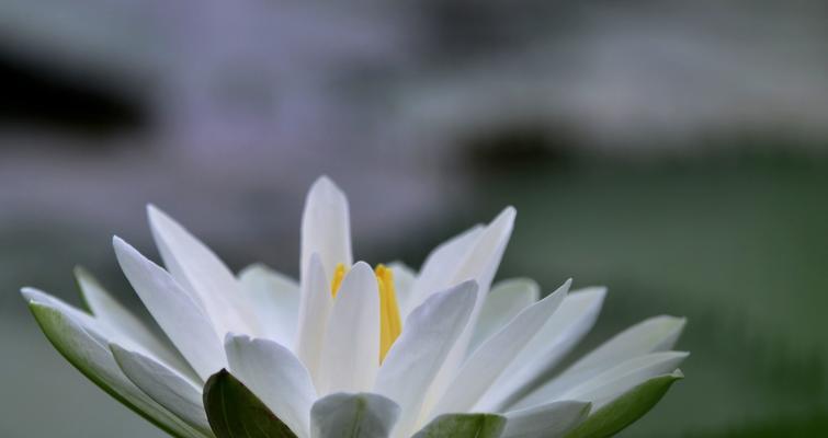 白莲花象征意义是什么？白莲花的寓意有哪些？