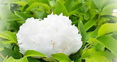 白牡丹花象征着什么？白牡丹花的寓意有哪些？