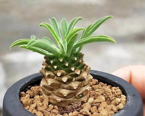 多肉麒麟品种有哪些？如何养护多肉麒麟品种？