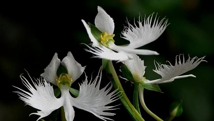 白鸟开花的样子是什么？它的寓意和花语有哪些？