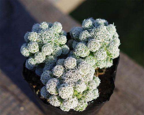 白鸟开花的样子是什么？它的寓意和花语有哪些？
