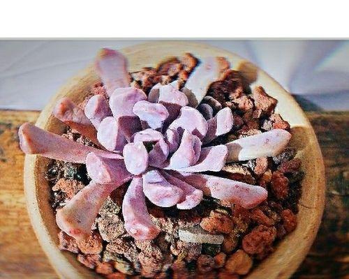 多肉丘比特如何养出最佳状态？养护技巧有哪些？