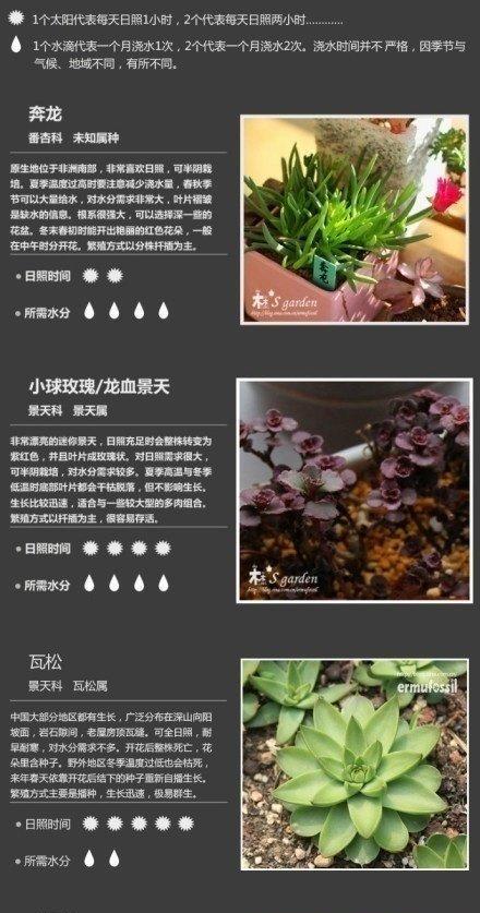 多肉丘比特如何养出最佳状态？养护技巧有哪些？
