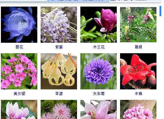 白蔷薇花语是什么意思？白蔷薇代表了哪些情感？