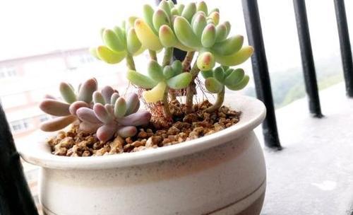 多肉秋季换盆的最佳时机是什么时候？换盆后如何护理？