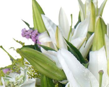 白色百合花代表什么？它的花语和寓意有哪些？