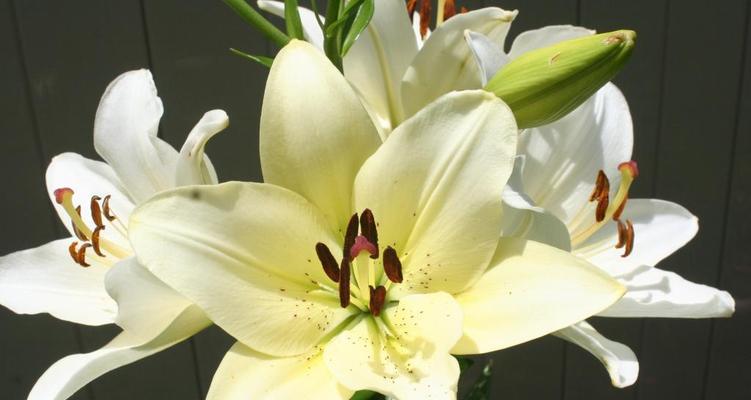 白色百合花代表什么？它的花语和寓意有哪些？