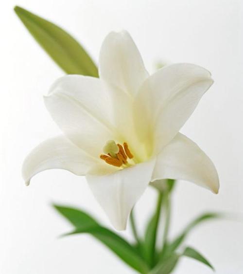 白色百合花语和寓意是什么意思？如何正确理解白色百合的象征意义？