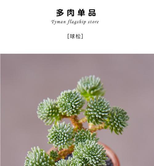 多肉球松怎么养护方法？有哪些常见问题需要注意？