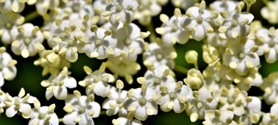白色风信子的花语是什么？它代表了哪些意义？